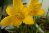 Zephyranthes (30 снимки) грижи в дома, бели, розови, видове и сортове, защо не цъфти,