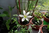 Zephyranthes (30 снимки) грижи в дома, бели, розови, видове и сортове, защо не цъфти,