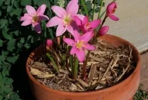 Zephyranthes (30 снимки) грижи в дома, бели, розови, видове и сортове, защо не цъфти,