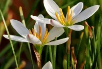 Zephyranthes (30 снимки) грижи в дома, бели, розови, видове и сортове, защо не цъфти,