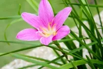 Zephyranthes (30 снимки) грижи в дома, бели, розови, видове и сортове, защо не цъфти,