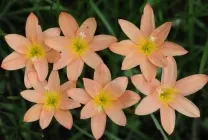 Zephyranthes (30 снимки) грижи в дома, бели, розови, видове и сортове, защо не цъфти,