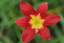 Zephyranthes (30 снимки) грижи в дома, бели, розови, видове и сортове, защо не цъфти,