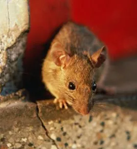 Elleni védelem patkányok és egerek, a leghatékonyabb módja