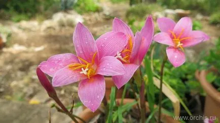 Zephyranthes засаждане и грижи, размножаване