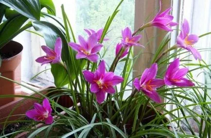 Zephyranthes (30 снимки) грижи в дома, бели, розови, видове и сортове, защо не цъфти,