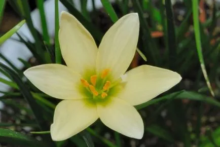 Zephyranthes (30 снимки) грижи в дома, бели, розови, видове и сортове, защо не цъфти,