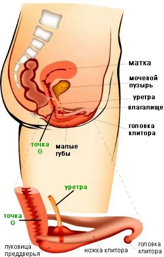 Женската оргазъм, част 3 - основната фаза, казва гинеколог Дмитри Lubnin