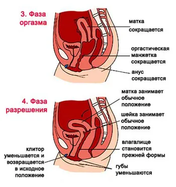 Женската оргазъм, част 3 - основната фаза, казва гинеколог Дмитри Lubnin