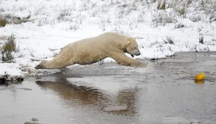 Viața în Arctica