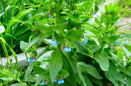 Larkspur rădăcină de tătăneasă în medicina populară (Larkspur), două portocale