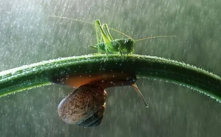 20 fotografii animale sub umbrele care fac lumea mai frumoasă și uimitoare