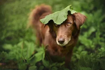 20 fotografii animale sub umbrele care fac lumea mai frumoasă și uimitoare