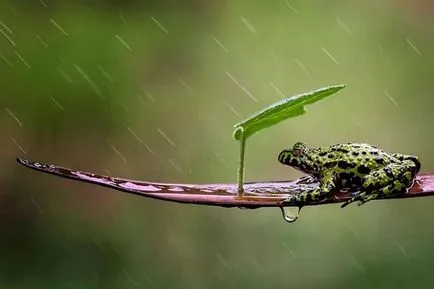 20 снимки животни под чадъри, които правят света по-красив и невероятно