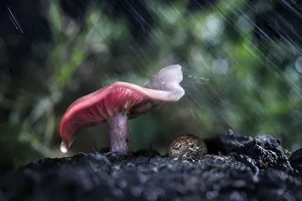 20 Fényképek állatok napernyők alatt, amelyek a világ szebb és csodálatos