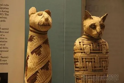 25 érdekes és kevéssé ismert tényeket múmiák