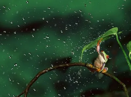 20 fotografii animale sub umbrele care fac lumea mai frumoasă și uimitoare