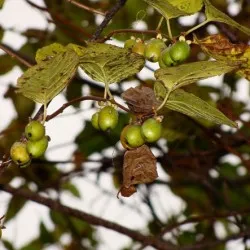 Actinidia de plantare și îngrijire în suburbii, creșterea și cultivarea de kiwi, îngrășăminte și fertilizarea, fotografii