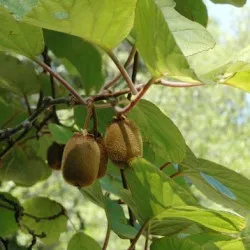 Actinidia de plantare și îngrijire în suburbii, creșterea și cultivarea de kiwi, îngrășăminte și fertilizarea, fotografii