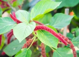 Acalypha описание и грижи в дома