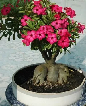 Adenium szaporítás dugványozással, szaporítják Adenium, Adenium virágzás