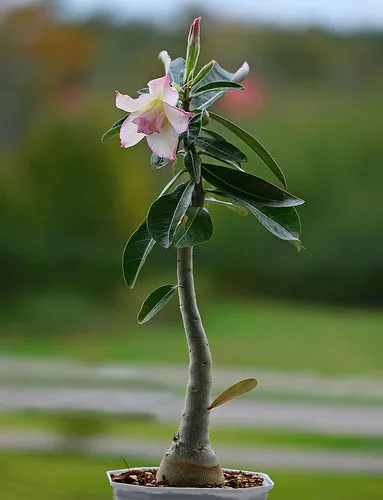 Adenium размножаване чрез резници, семена размножаване Adenium, Adenium цъфтеж