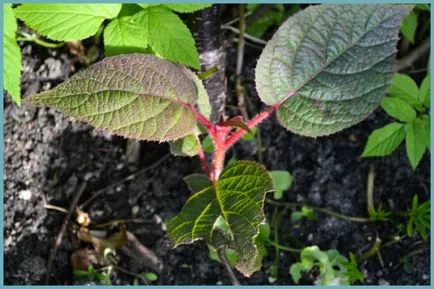 Actinidia de plantare și îngrijire în suburbii, creșterea și cultivarea de kiwi, îngrășăminte și fertilizarea, fotografii