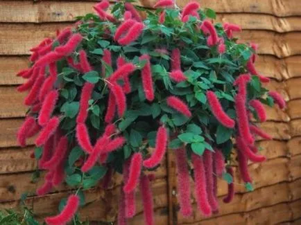 Acalypha ápolási otthon, fotó, típusai (beleértve schetinistovolosistaya, Wilkes, hang-Downing) és