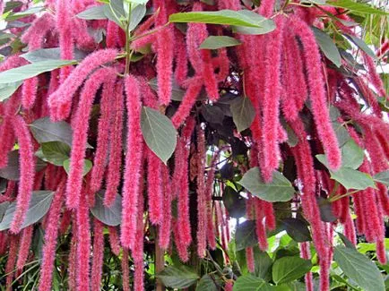 Acalypha ápolási otthon, fotó, típusai (beleértve schetinistovolosistaya, Wilkes, hang-Downing) és