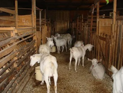 Agro állattenyésztés - kecske Saanen fajtát - a fajta tejelő kecskék a világon