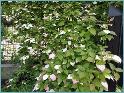 Actinidia de plantare și îngrijire în suburbii, creșterea și cultivarea de kiwi, îngrășăminte și fertilizarea, fotografii