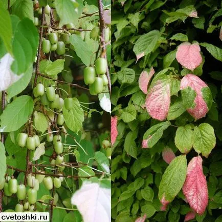 Actinidia kolomikta a külvárosokban fajták fotók, szőlőültetvény-telepítés és gondozás