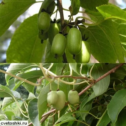 Actinidia kolomikta a külvárosokban fajták fotók, szőlőültetvény-telepítés és gondozás