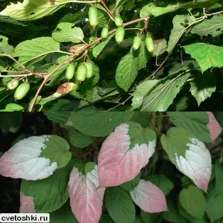 Actinidia kolomikta a külvárosokban fajták fotók, szőlőültetvény-telepítés és gondozás