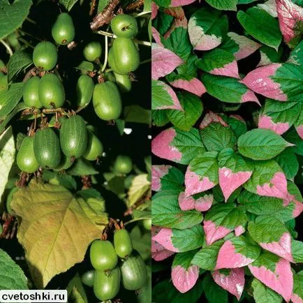 Actinidia kolomikta a külvárosokban fajták fotók, szőlőültetvény-telepítés és gondozás