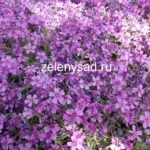 Alyssum Годишен расте от семена, засаждане и грижи за Alyssum