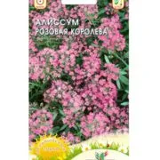 Alyssum Годишен расте от семена, засаждане и грижи за Alyssum