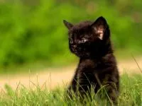 American Shorthair pisoi Cumpar fotografie, cat costa pisicuță din SUA