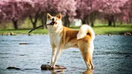 fotografii Akita american Akita, prețul de cost al comportamentului catelus de formare natura complexă Akita