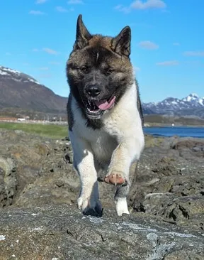 Akita american (Marele caine japonez) rase descriere