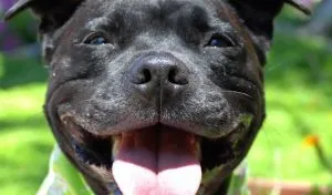 Angol Staffordshire Terrier leírása és a fajta jellemzői, mind a kutyák