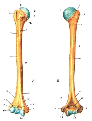 Váll Anatomy - humerus - a anatómiája a felső végtag - műtéti és kezelési