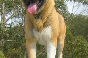 Akita american (Marele caine japonez) rase descriere