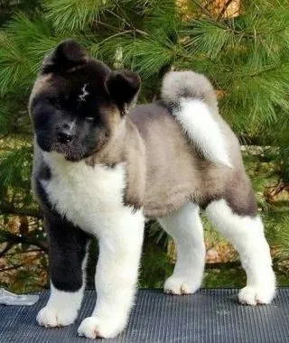 Akita american (Marele caine japonez) rase descriere