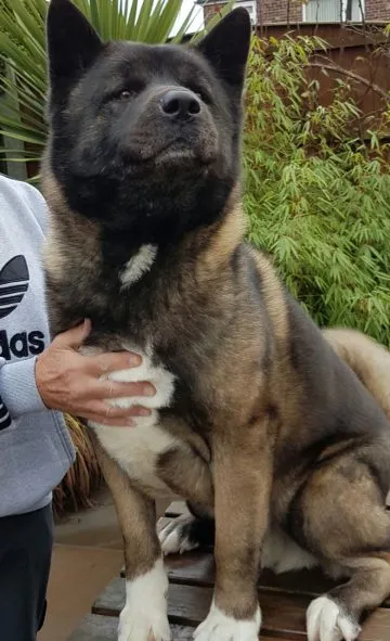 Akita american (Marele caine japonez) rase descriere