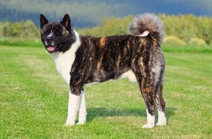 Akita american (Marele caine japonez) rase descriere