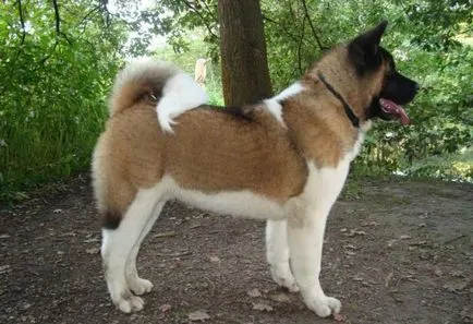 Akita american (Marele caine japonez) rase descriere