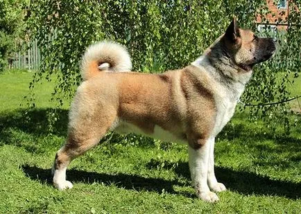 American Akita fotók Akita, az önköltségi ár a kölyök viselkedését képzés Akita összetett jellege