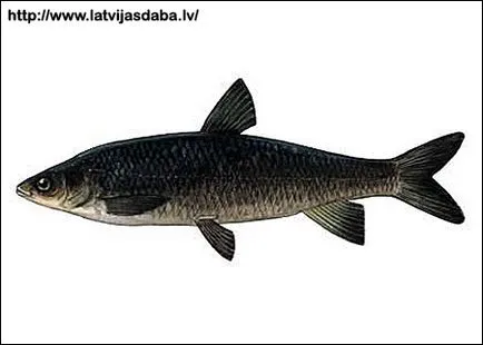 cupidoni Amur, fertilitatea dimensiunea comercială crap numărul pescarilor de pește valoroase