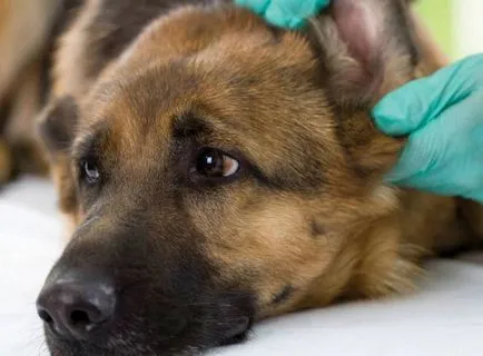 Алергии при кучетата - как да се определи какво